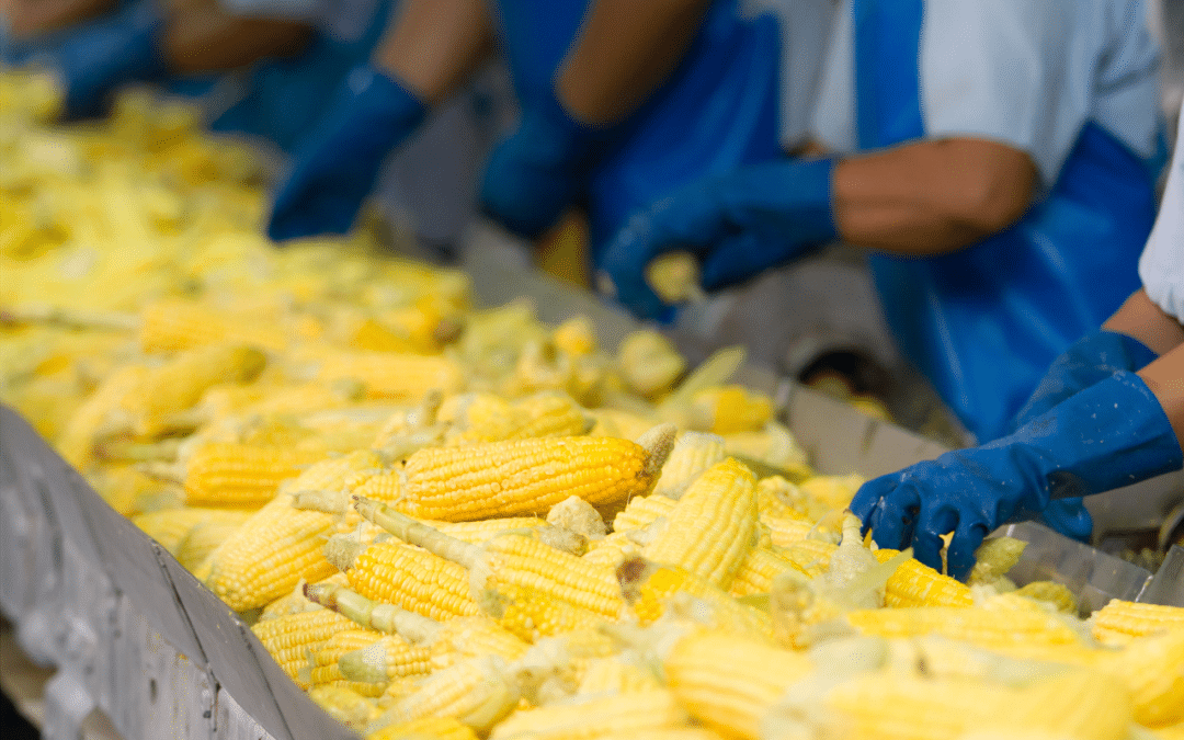 pompe per vuoto industria alimentare